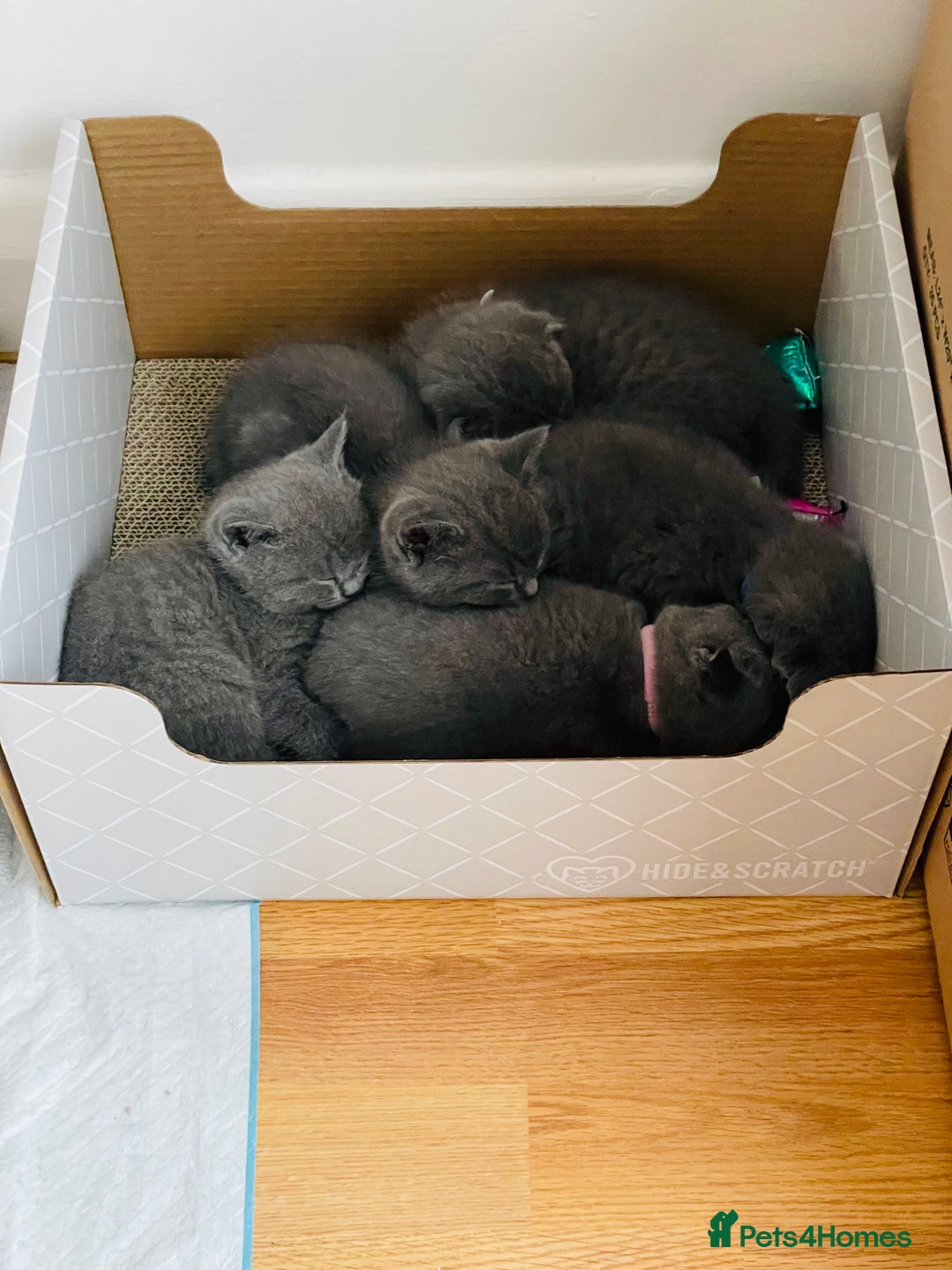 Scottish Fold cats for sale: PURE BREED SCOTTISH FOLD KITTENS 🐾 in Twickenham - Image 16