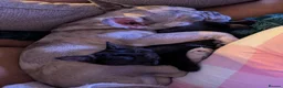French Bulldog dogs for sale: Gorgeous Frenchie SULLY - Advert 3