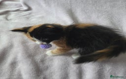 Domestic Shorthair cats for sale: domesticated shorthair kittens - Image 11