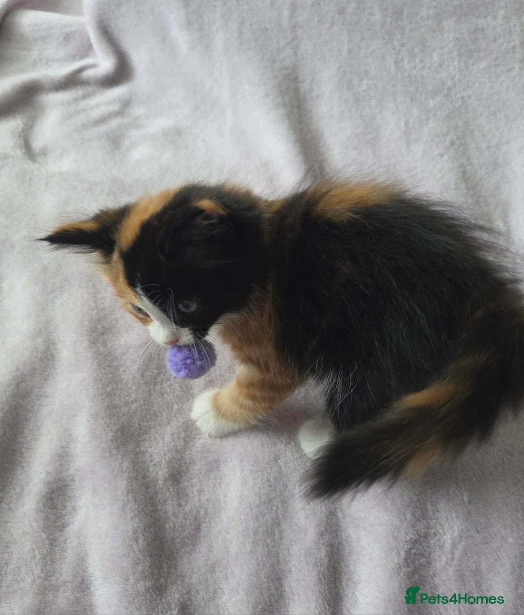 Domestic Shorthair cats for sale: domesticated shorthair kittens - Image 11