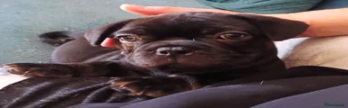 French Bulldog 4