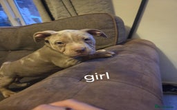 American Bully dogs for sale: American pocket bullys - Image 18