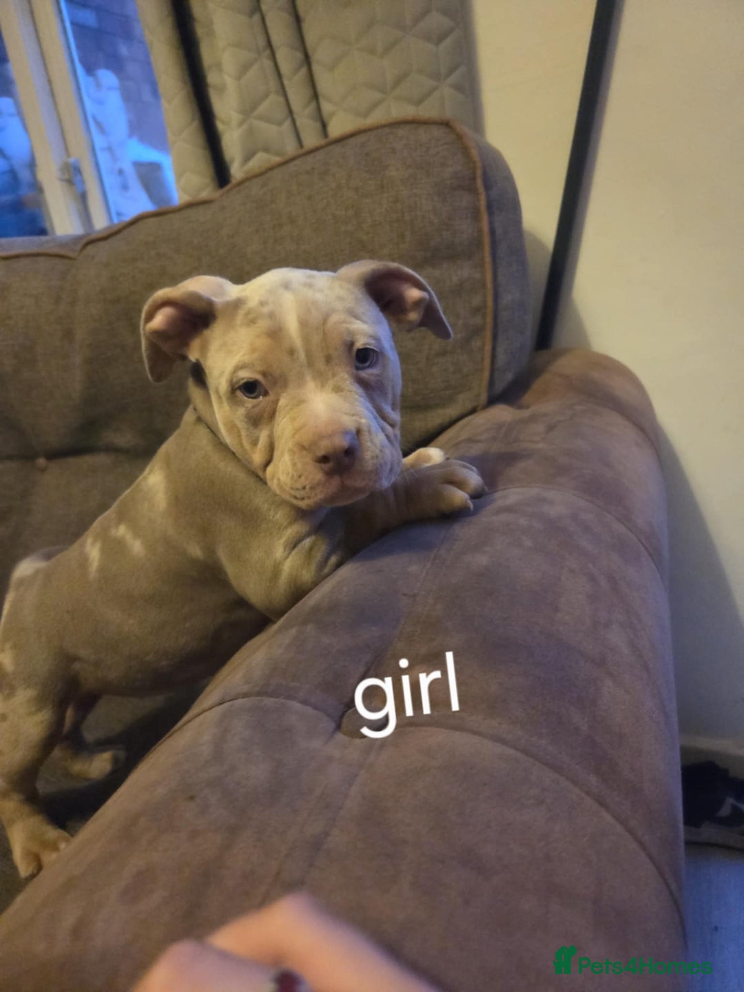 American Bully dogs for sale: American pocket bullys - Image 18