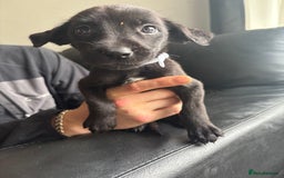 Mixed Breed dogs for sale: Belgian shepherd x German shepherd / lab - Image 4