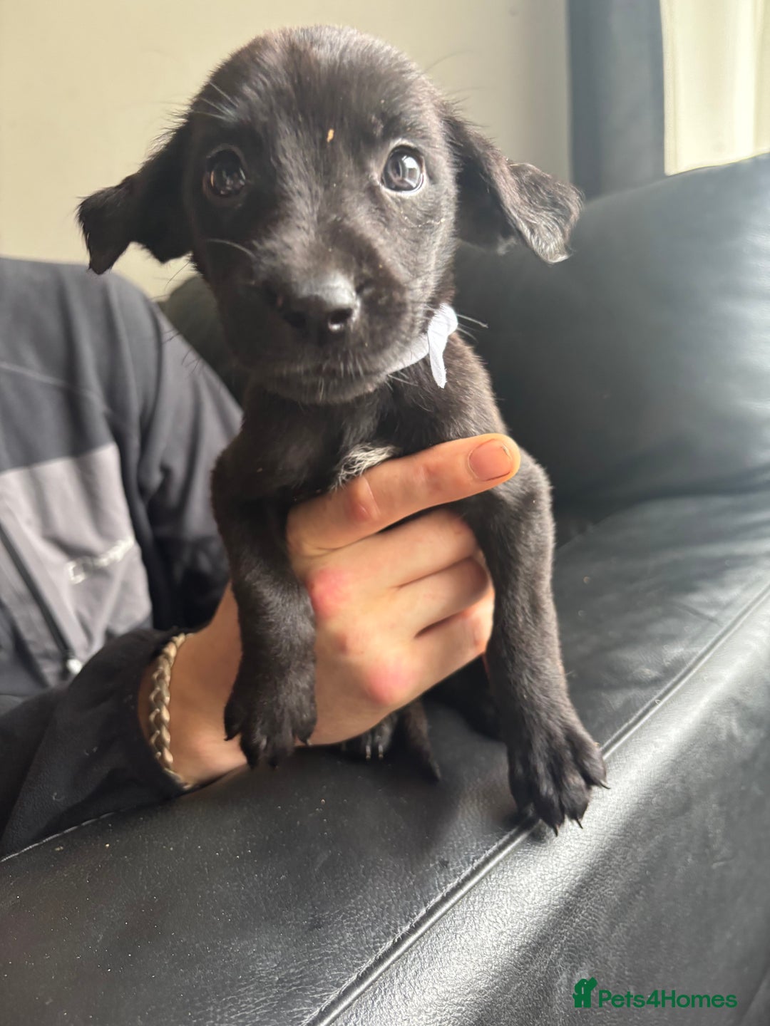 Mixed Breed dogs for sale: Belgian shepherd x German shepherd / lab - Image 4