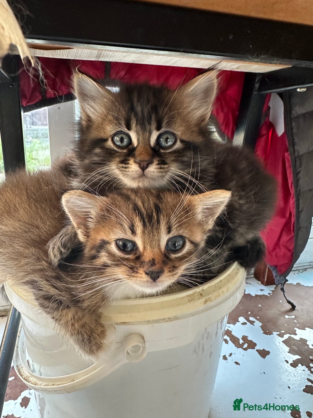 Mixed Breed cats for sale: Ragdoll Cross Kittens, 2 boys 1 girl - Advert 14