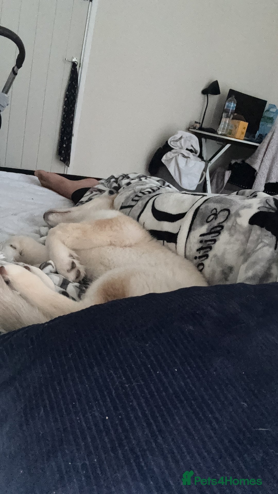 Siberian Husky dogs for sale: Siberian husky 16weeks old - Advert 3