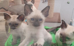 Siamese cats for sale: 5 Classic Seal Points looking for forever homes - Image 13