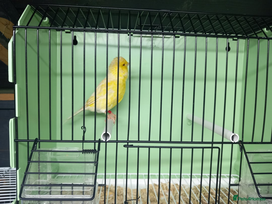 Canaries birds for sale: Canaries  - Image 37