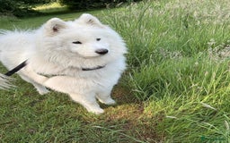 Samoyed dogs for sale: Lovely 2 year old boy  - Image 4