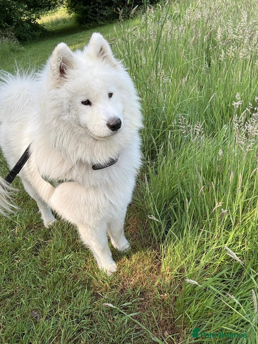 Samoyed dogs for sale: Lovely 2 year old boy  - Image 4