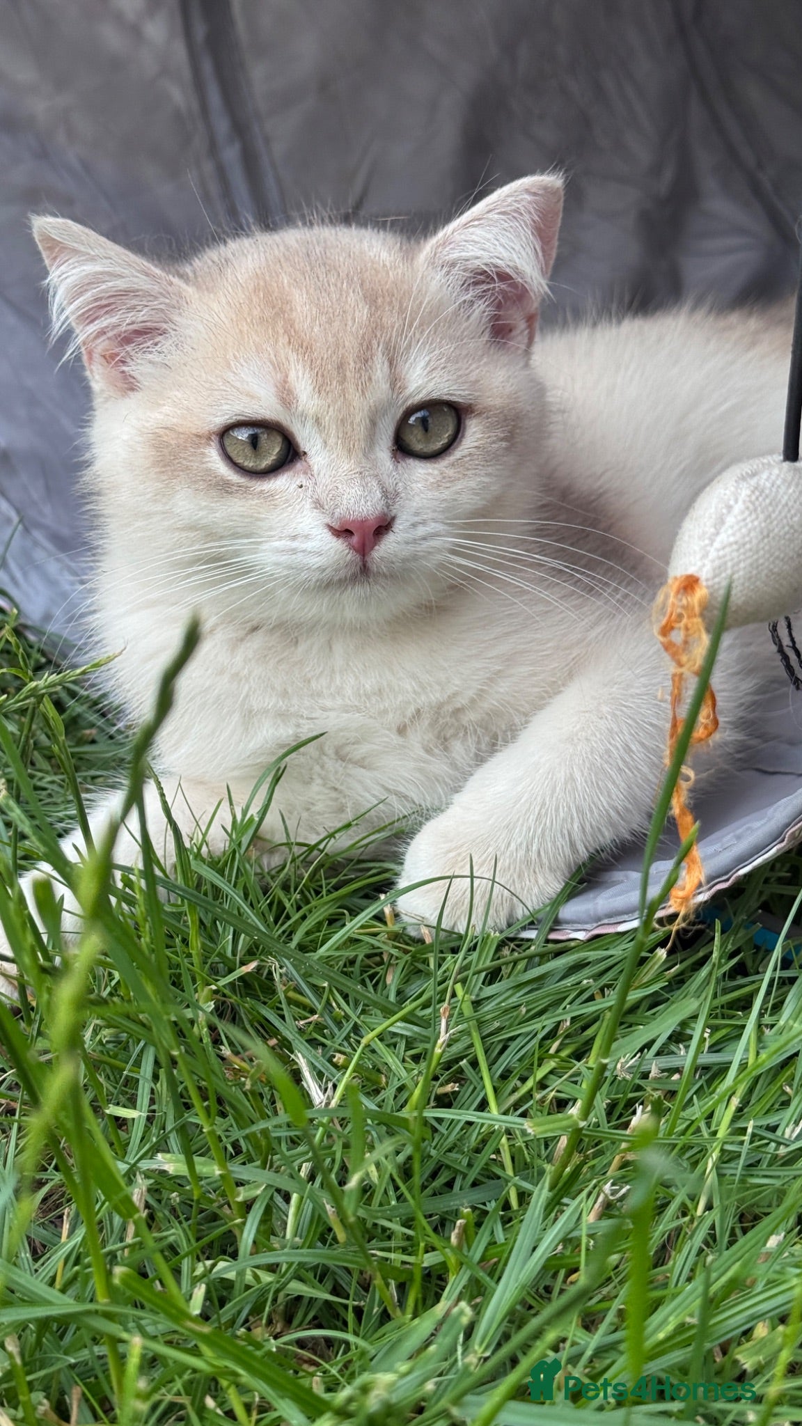 British Shorthair cats GCCF BSH READY FOR NEW HOME GOLD AND BLUE KITTENS - Advert 12