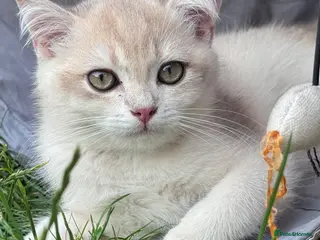 British Shorthair cats GCCF BSH READY FOR NEW HOME GOLD AND BLUE KITTENS - Advert 18