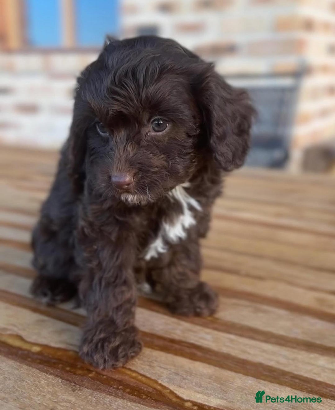 Cavapoo dogs for sale: Beautiful purebred Cavapoo Puppies - Image 6