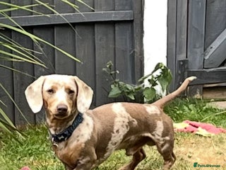 Miniature Dachshund dogs in Evesham - Advert 23