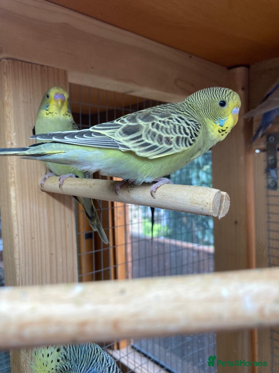 Budgerigars birds for sale: Baby budgies 8 weeks  - Image 8