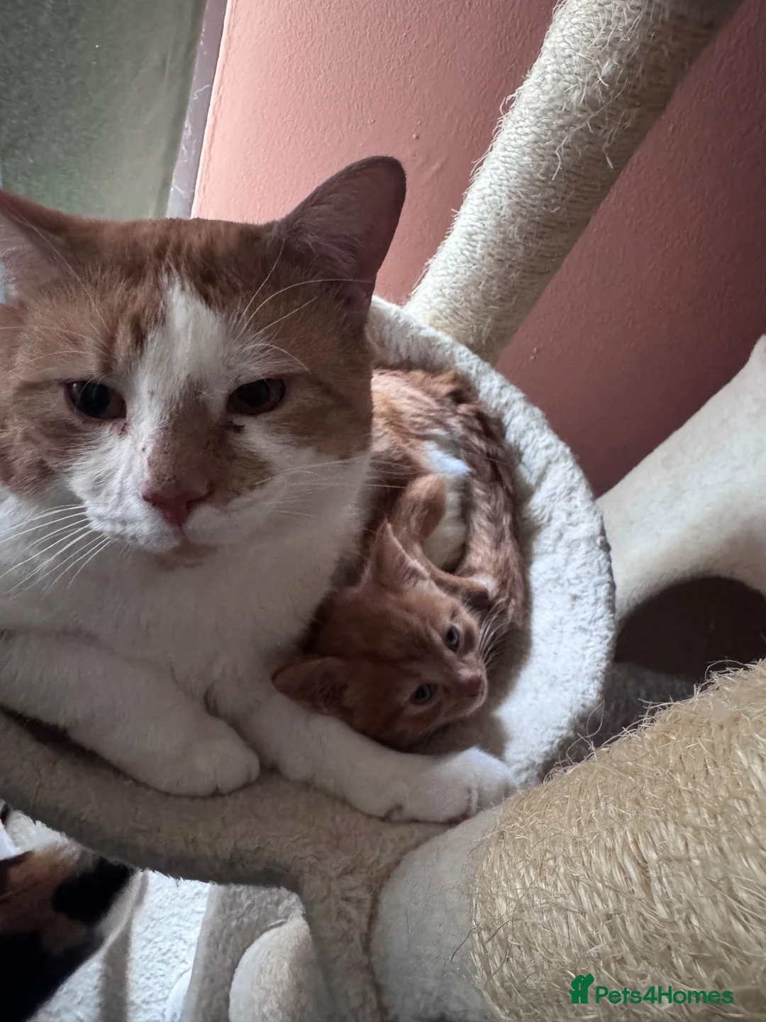 Domestic Shorthair cats for sale: 2 year old boy looking for new family - Advert 2