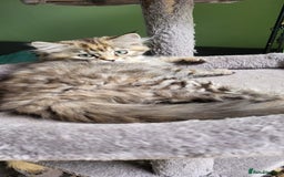 Siberian cats for sale: Beautiful Siberian kittens  - Image 13