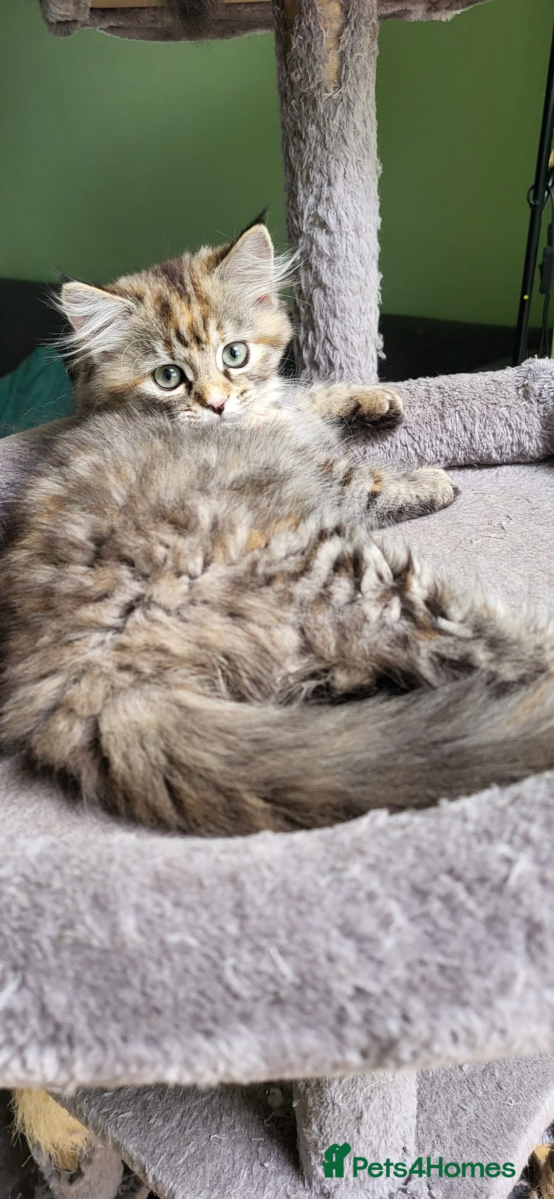 Siberian cats for sale: Beautiful Siberian kittens  - Image 13
