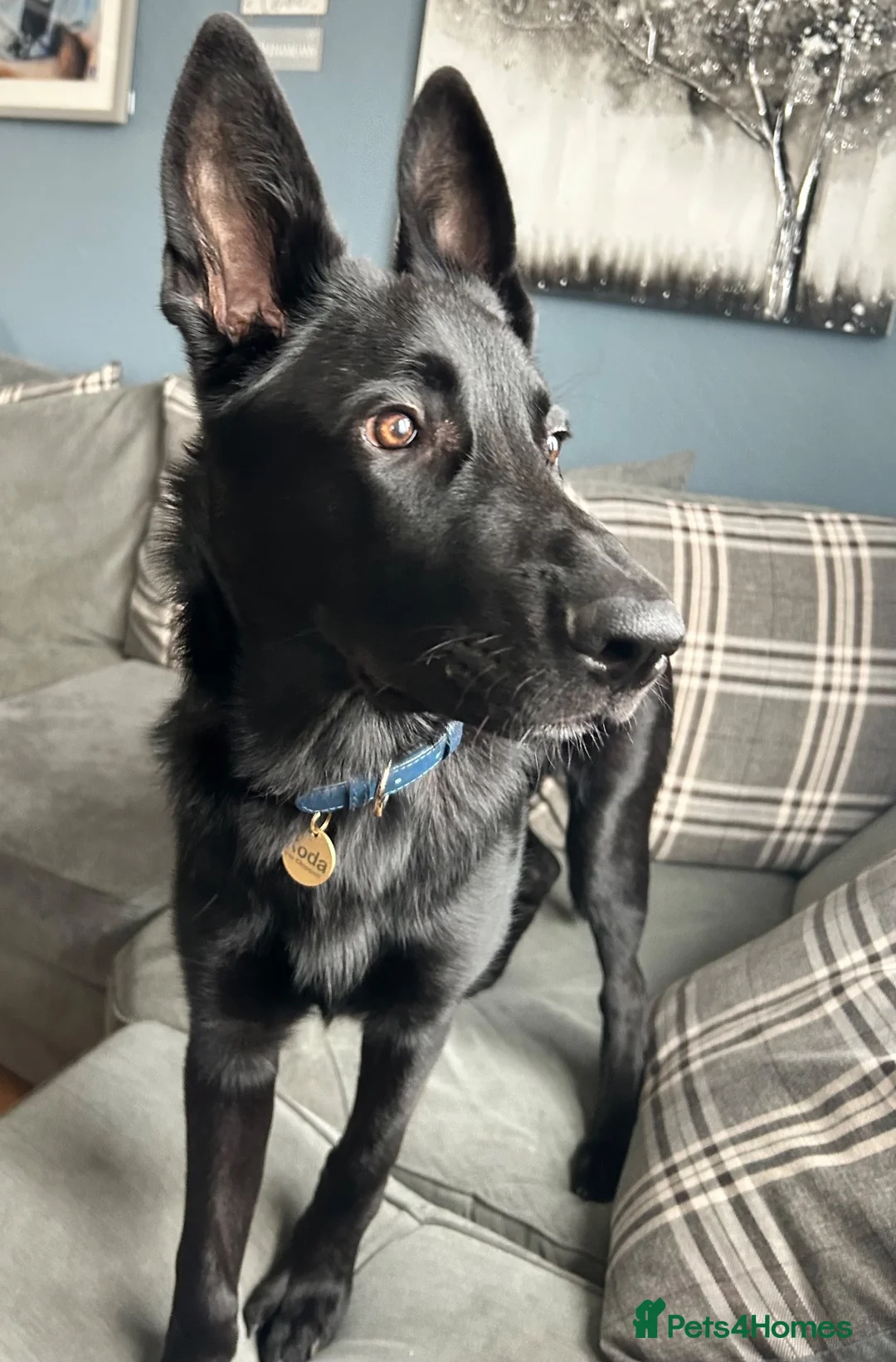 Mixed Breed dogs for sale: 6 month old Belgian malinois x German shepherd  - Advert 7