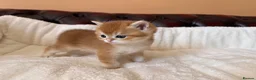 British Shorthair cats for sale: Top quality Golden BSH - Advert 7