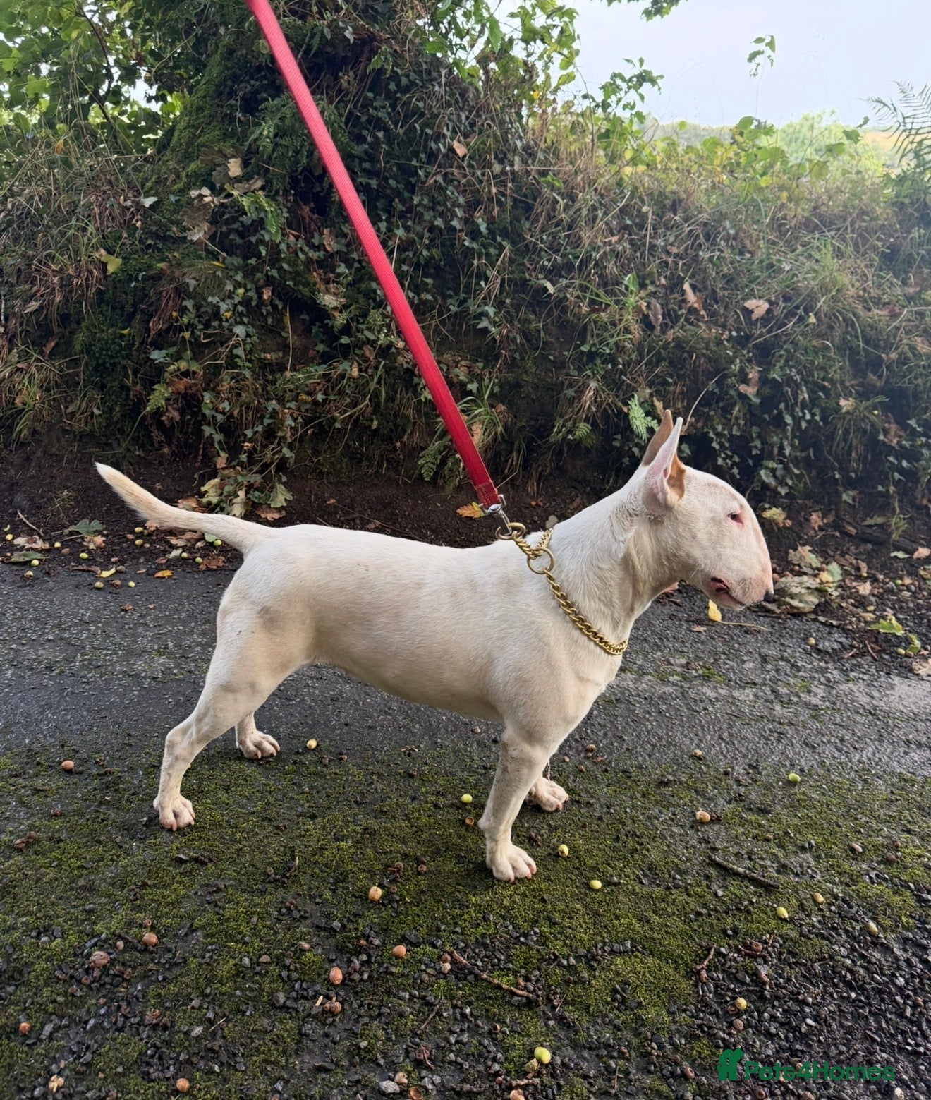 Bull Terrier dogs Beautiful Bull Terrier Bitch 21 months old - Advert 1