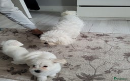 Bichon Frise dogs for sale: Anca  - Image 4