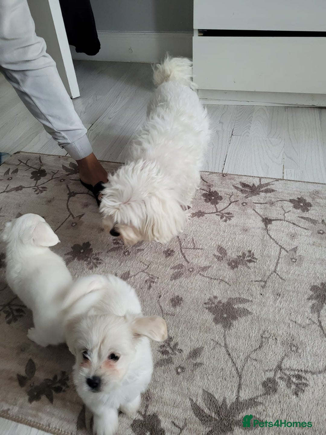 Bichon Frise dogs for sale: Anca  - Image 4