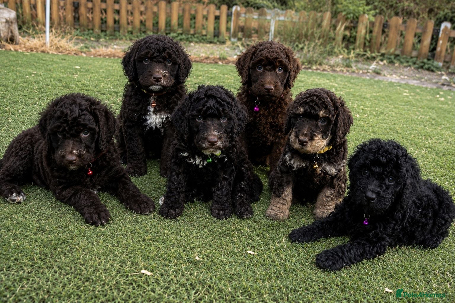 Cockapoo dogs Cockapoo Puppies  - Advert 3