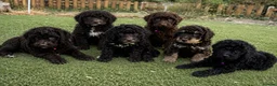 Cockapoo dogs for sale: Cockapoo Puppies  - Advert 1