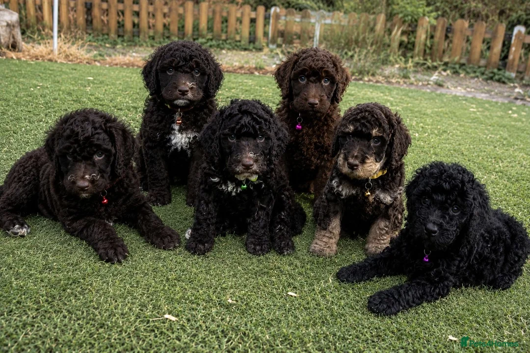 Cockapoo dogs for sale: Cockapoo Puppies  - Advert 1