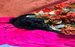 Mixed Breed dogs for sale: Gorgeous cockapoos  - Image 11