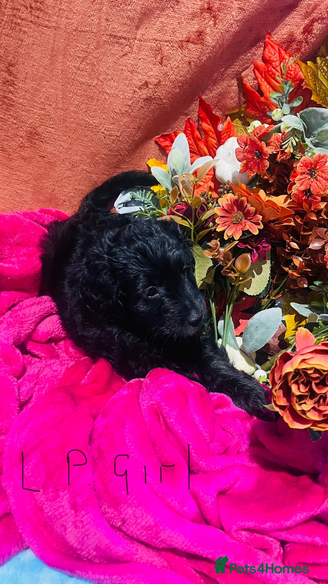 Mixed Breed dogs for sale: Gorgeous cockapoos  - Image 11