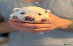 West Highland Terrier dogs for sale: West Highland Terrier Puppies for Loving Homes - Image 17
