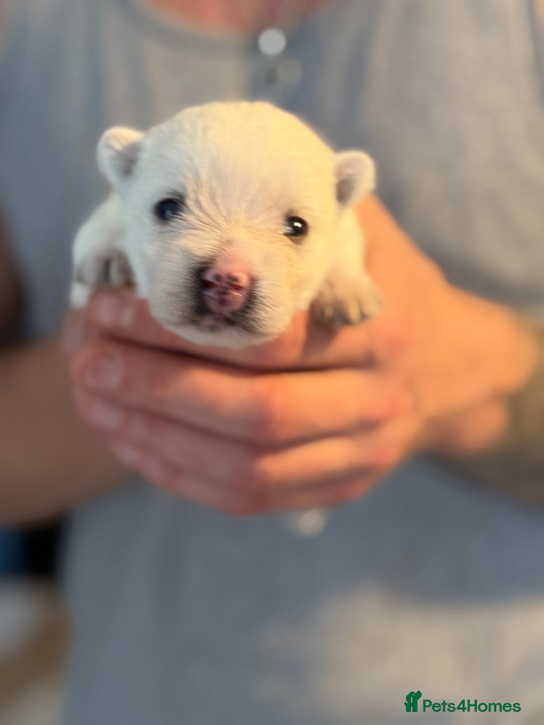 West Highland Terrier dogs for sale: West Highland Terrier Puppies for Loving Homes - Image 17