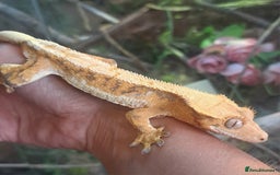 Gecko reptiles for sale: Lilly White - Image 2
