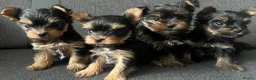 Yorkshire Terrier dogs for sale: Toy size pedigree Yorkie pups.  in Birmingham - Advert 1