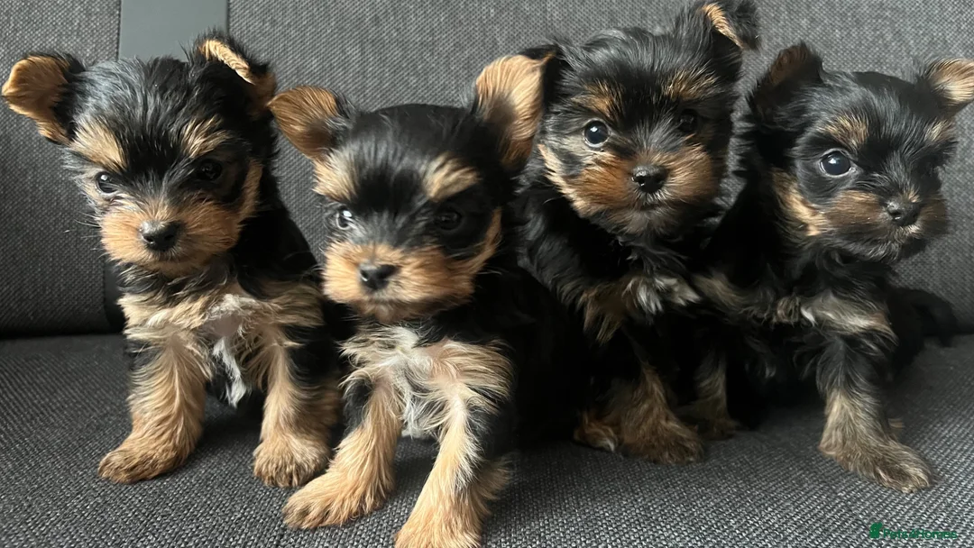Yorkshire Terrier dogs for sale: Toy size pedigree Yorkie pups.  in Birmingham - Advert 1