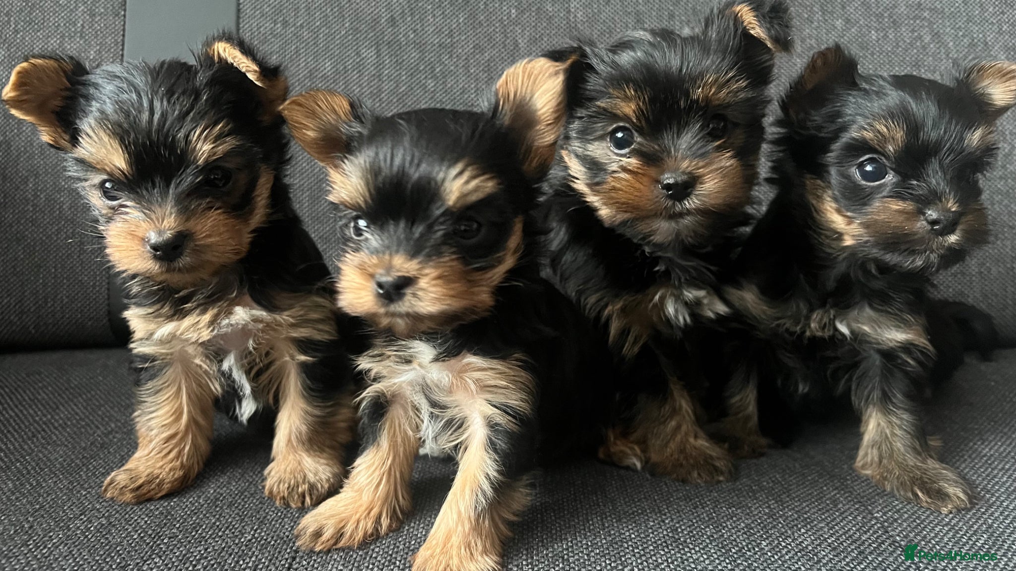 Yorkshire Terrier dogs Toy size pedigree Yorkie pups. - Advert 12