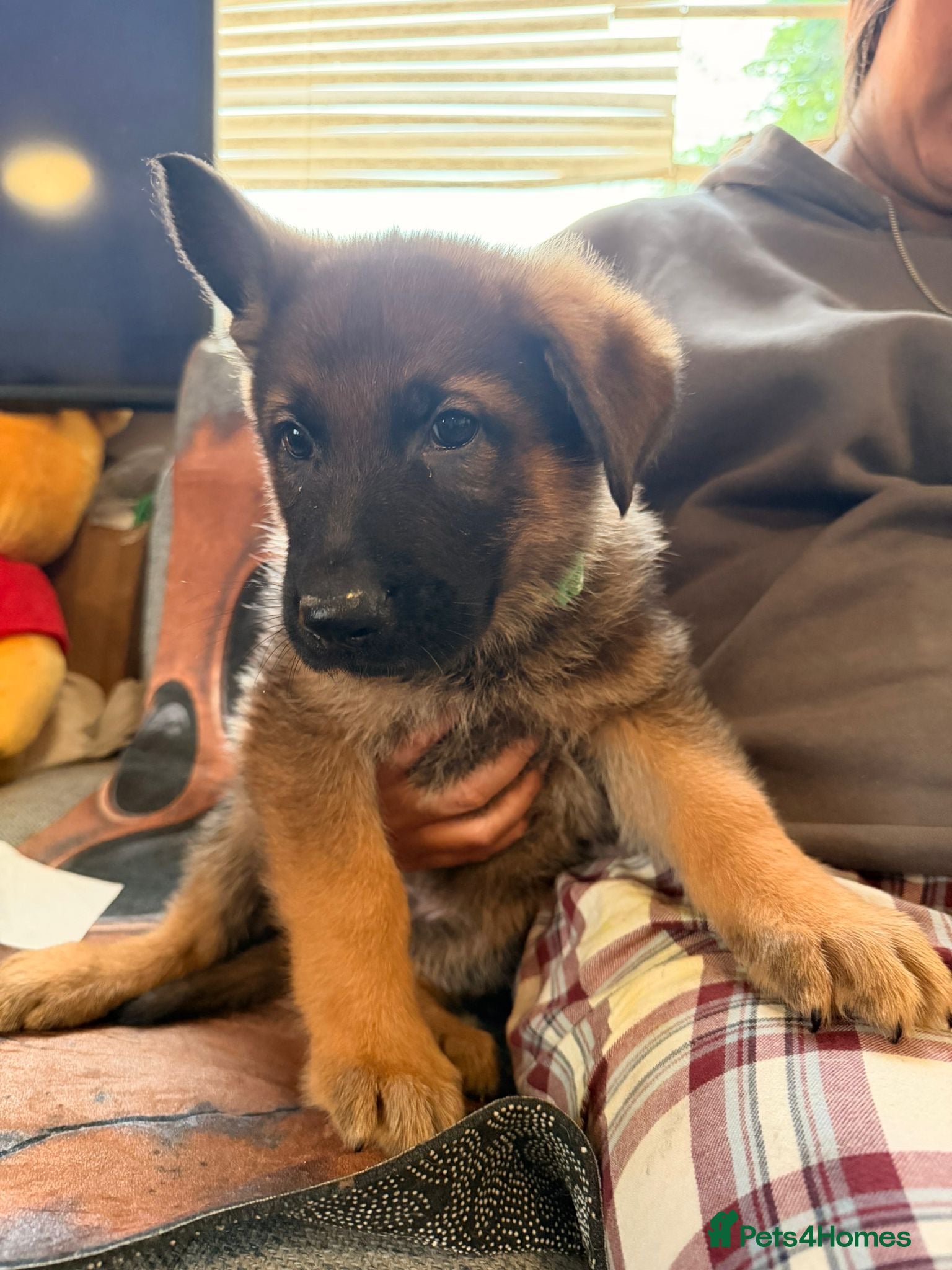 German Shepherd dogs for sale: Beautiful German Shepherd Pups  - Advert 20