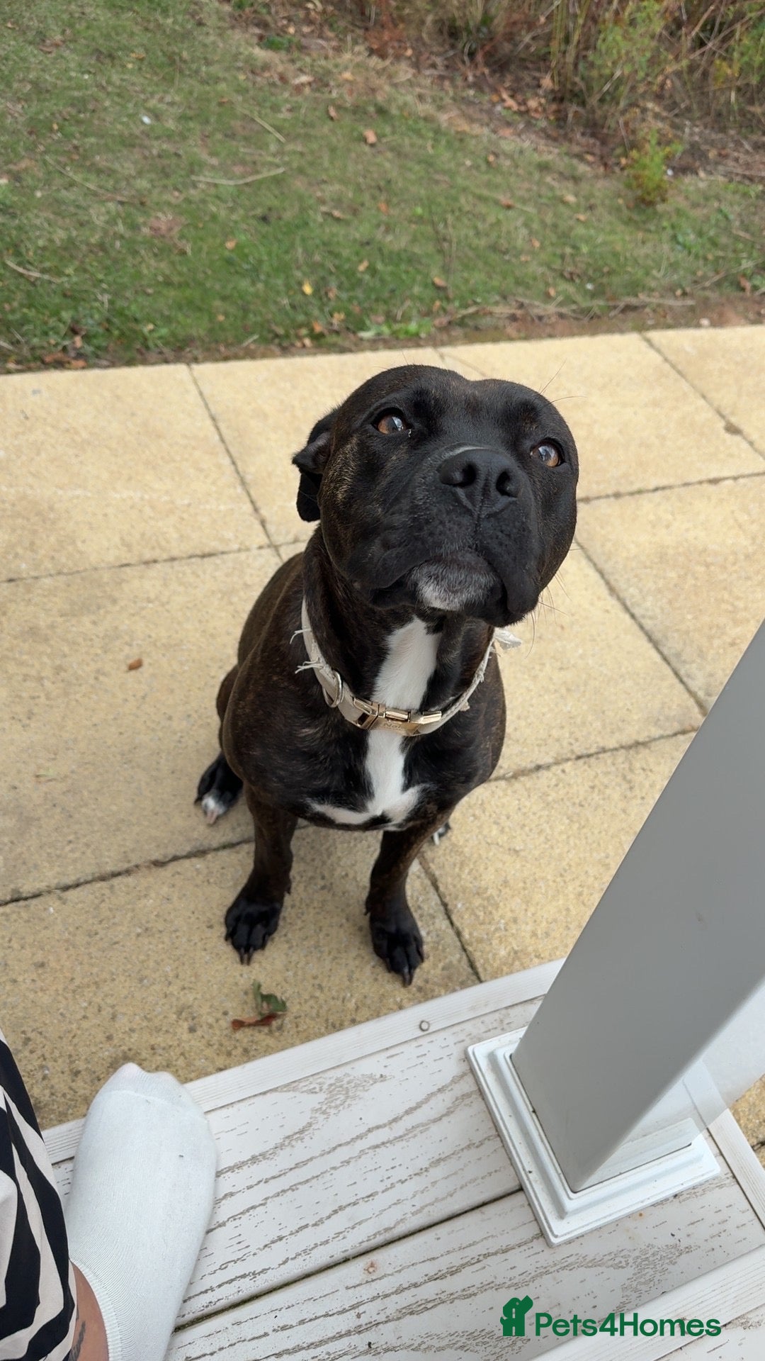 Mixed Breed dogs 2 year old female staffy - Advert 1