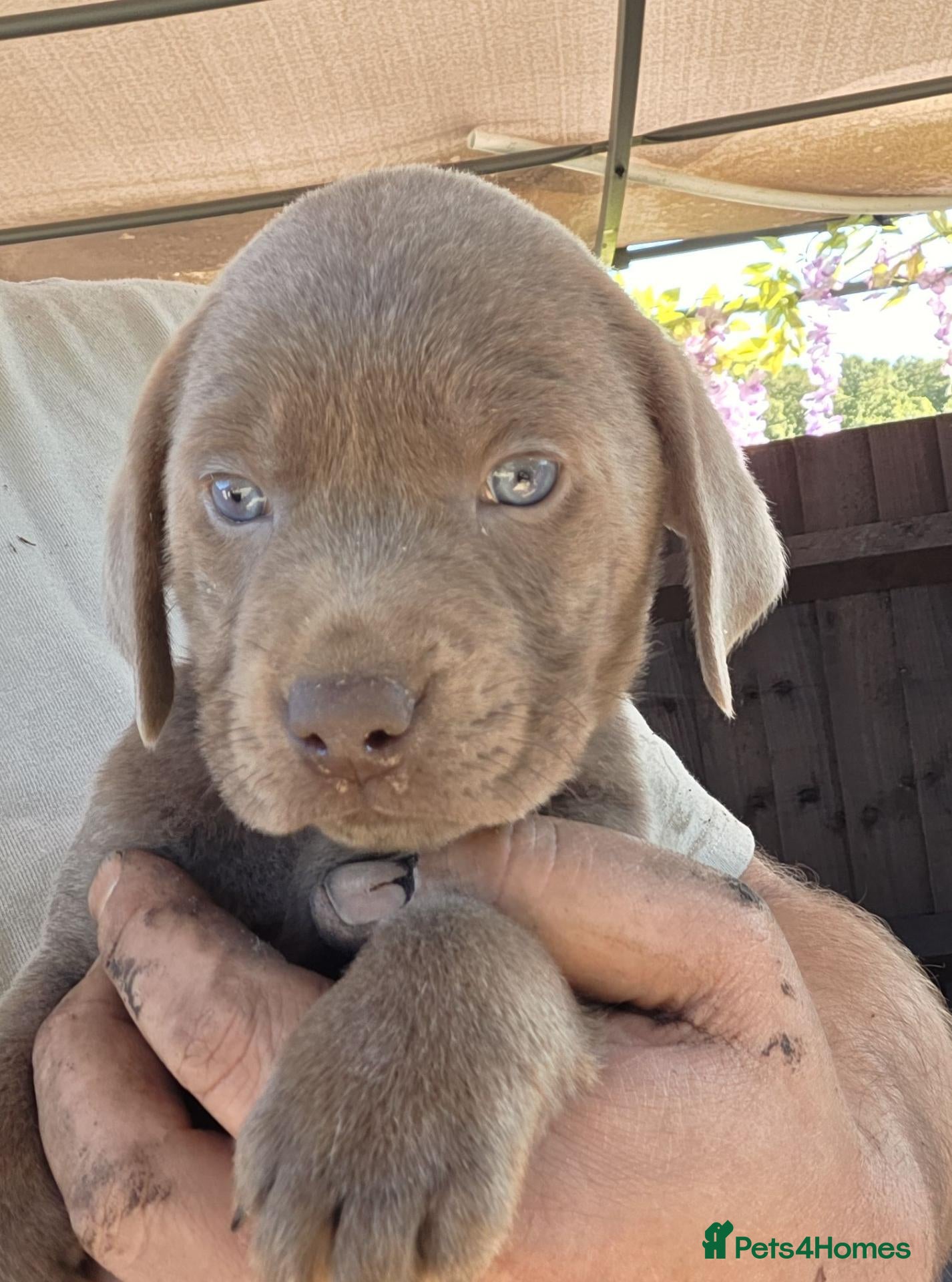 Labrador Retriever dogs Beautiful Lab Puppies Charcoal & Silver  - Advert 1