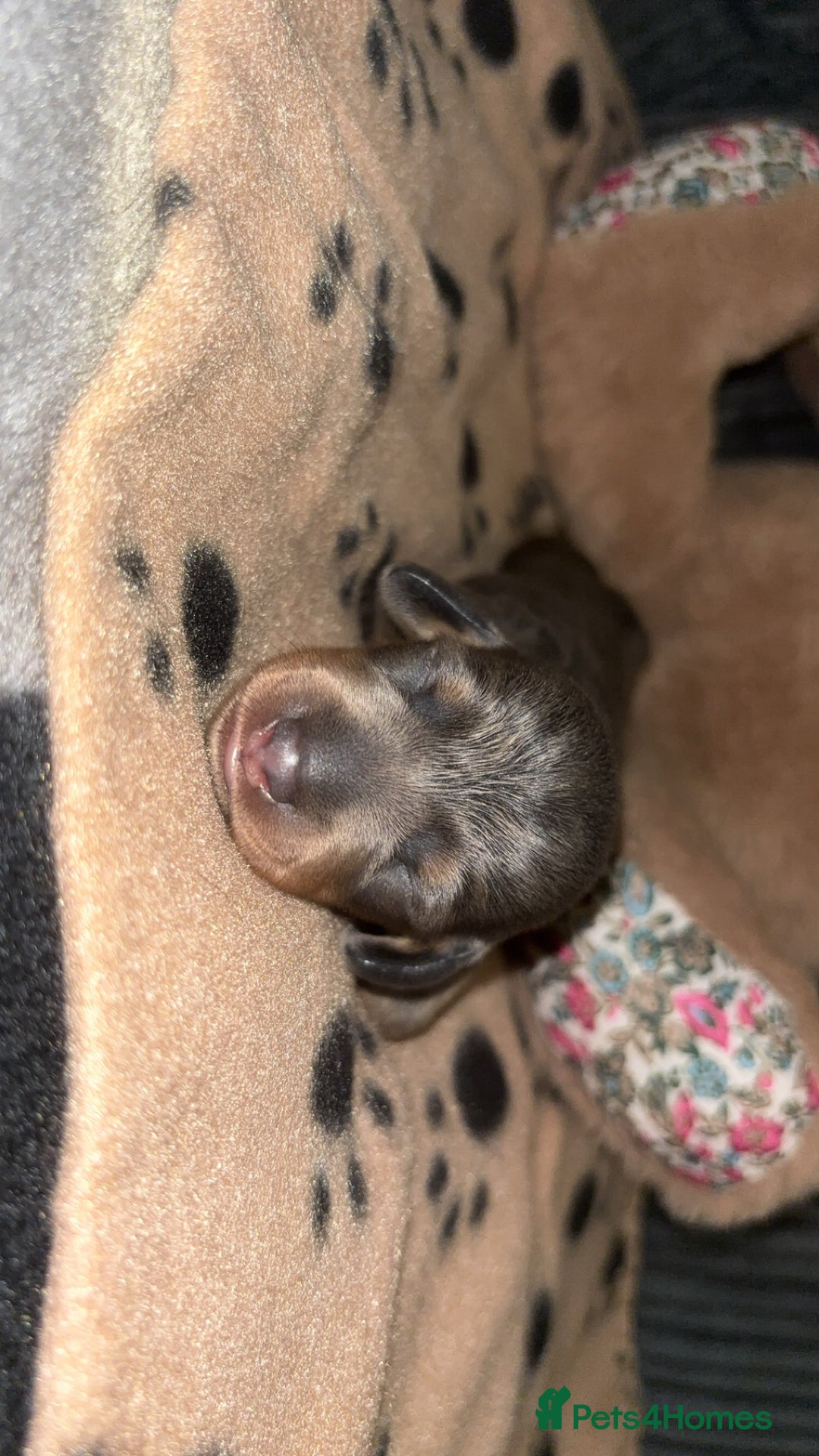 Miniature Dachshund dogs for sale: Blue & Tan Miniature Dachshund  - Advert 23