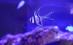 Other/Mixed Breed fish for sale: Saltwater fish - Image 3