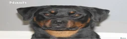 Rottweiler dogs for sale: ✨✨Beautiful Chunky Rottweiler Puppies✨✨ - Advert 14