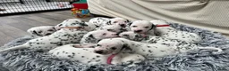 Dalmatian dogs for sale: Beautiful litter of Dalmatian puppies  - Advert 11