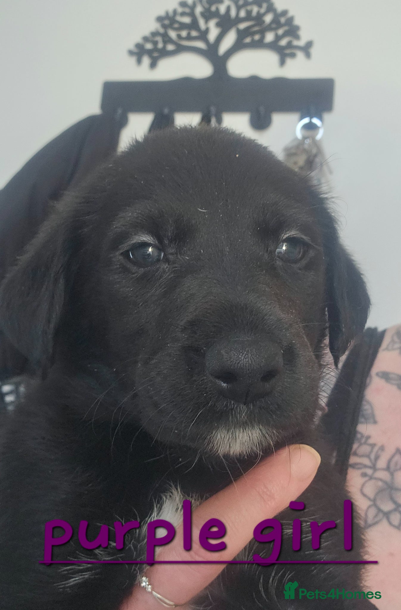 Mixed Breed dogs Labadoodle cross collie - Advert 2