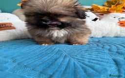 Mixed Breed dogs for sale: RARE TINY Outstanding Pomeranian cross puppies  - Image 12