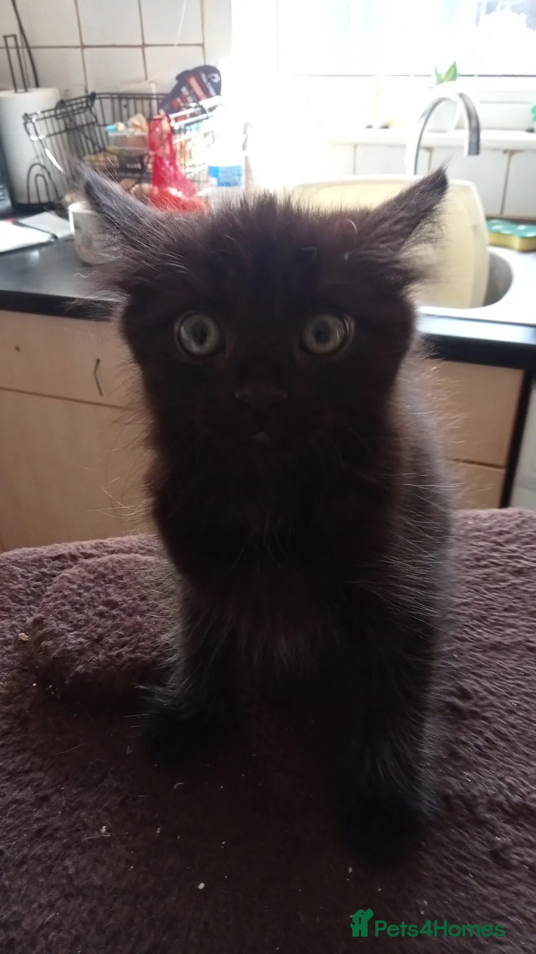 Mixed Breed cats for sale: Beautiful Male Kittens 🥰 in Dartford - Advert 27