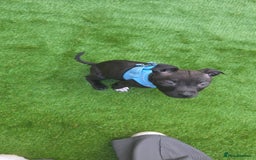 Staffordshire Bull Terrier dogs for sale: Staffy pup - Image 2